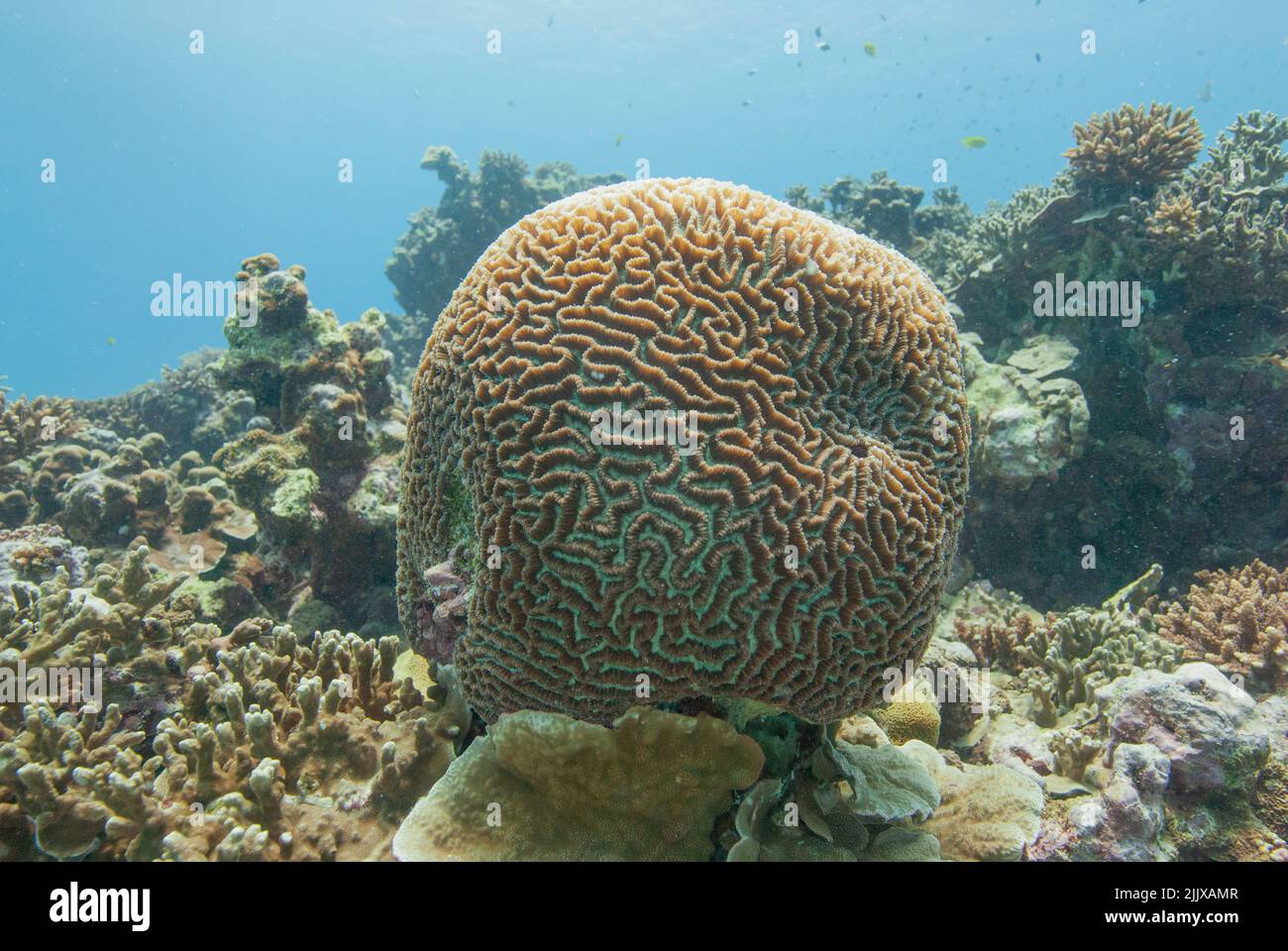 Cerveau corail photographié sous l'eau aux Seychelles Banque D'Images