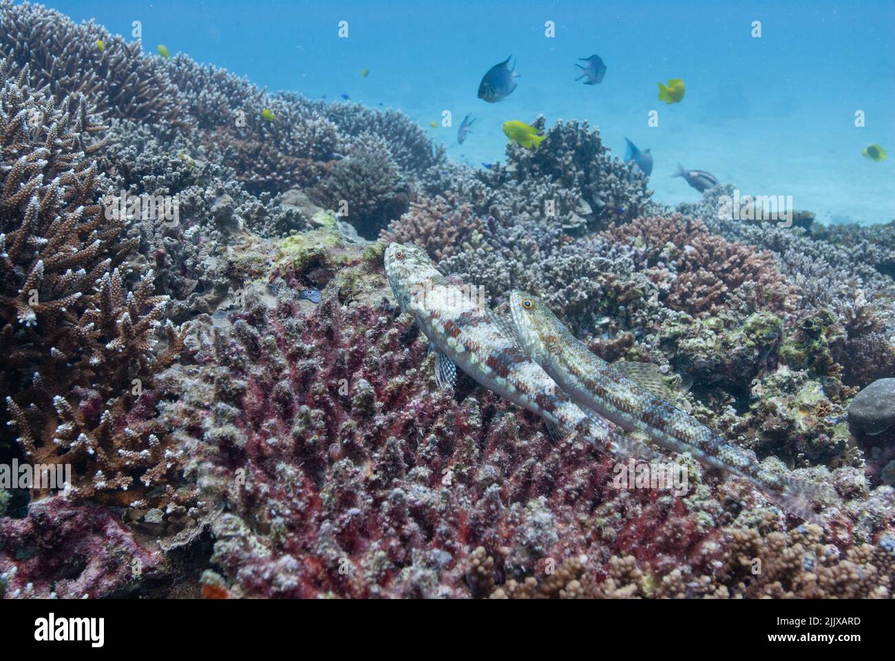 Paire de Lizardfish phare Synodus jaculum Mahé, Seychelles, Océan Indien Banque D'Images