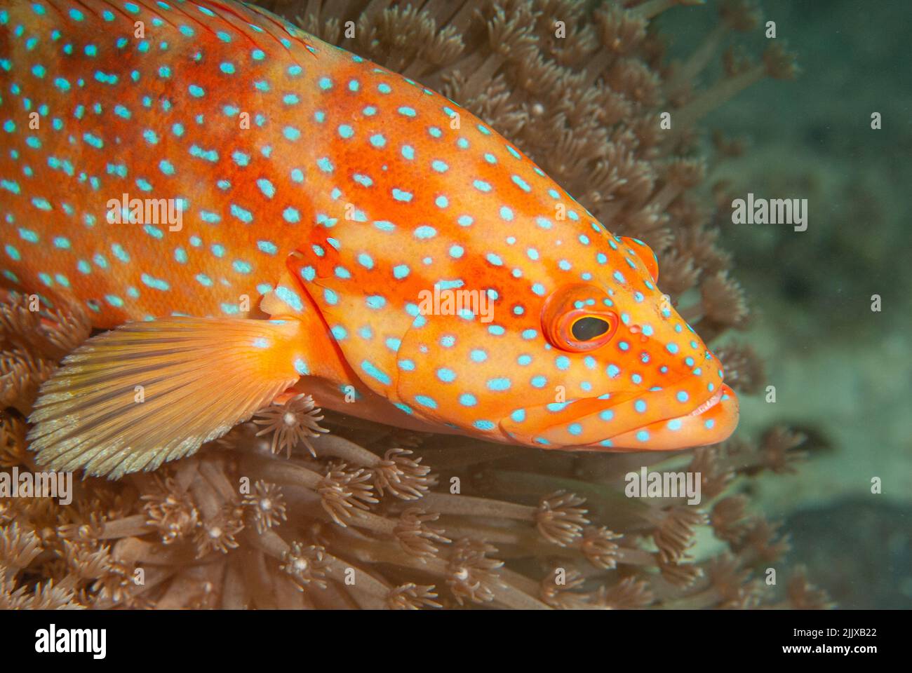 Mérou de corail également connu sous le nom de mérou de corail, morue de roche de corail, morue de corail, truite de corail, truite à queue ronde ou vermillon de mer Banque D'Images