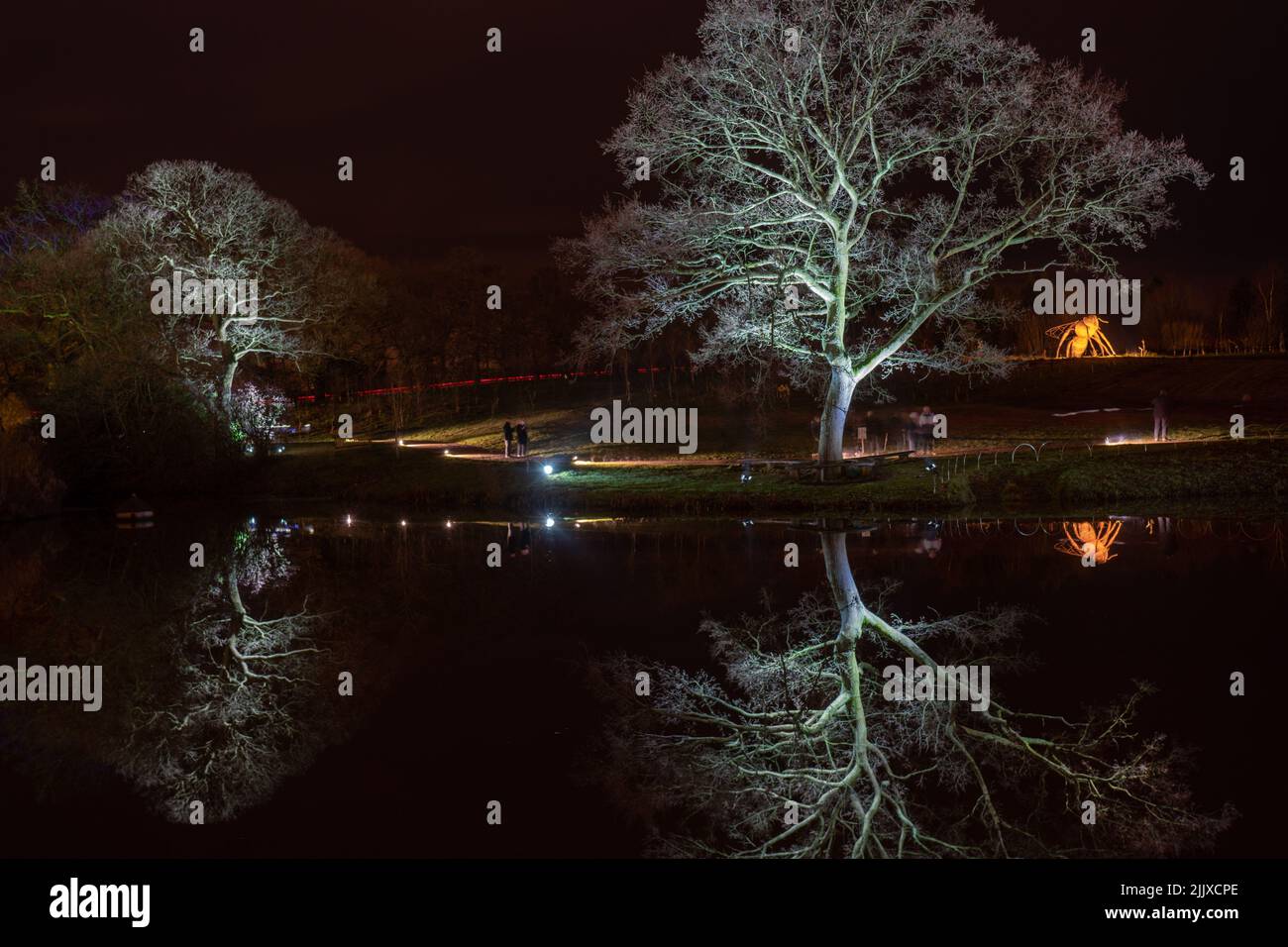 Deux arbres blancs, sans feuilles et illuminés, offrant une belle photo de tranquillité et de réflexion sur la surface lisse du lac à RHS Gardens, Harrogate, Royaume-Uni. Banque D'Images