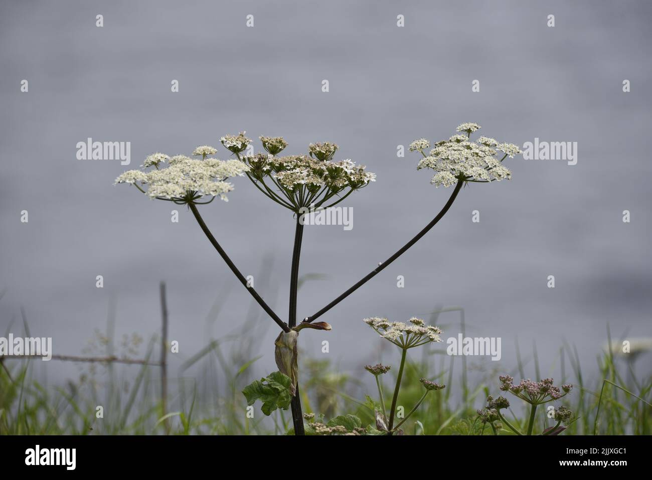 Trios de persil de vache (Anthriscus sylvestris) d'une tige unique, positionné au milieu de l'image, contre un fond de la mer bleue sur l'île de Man, Royaume-Uni en juin Banque D'Images