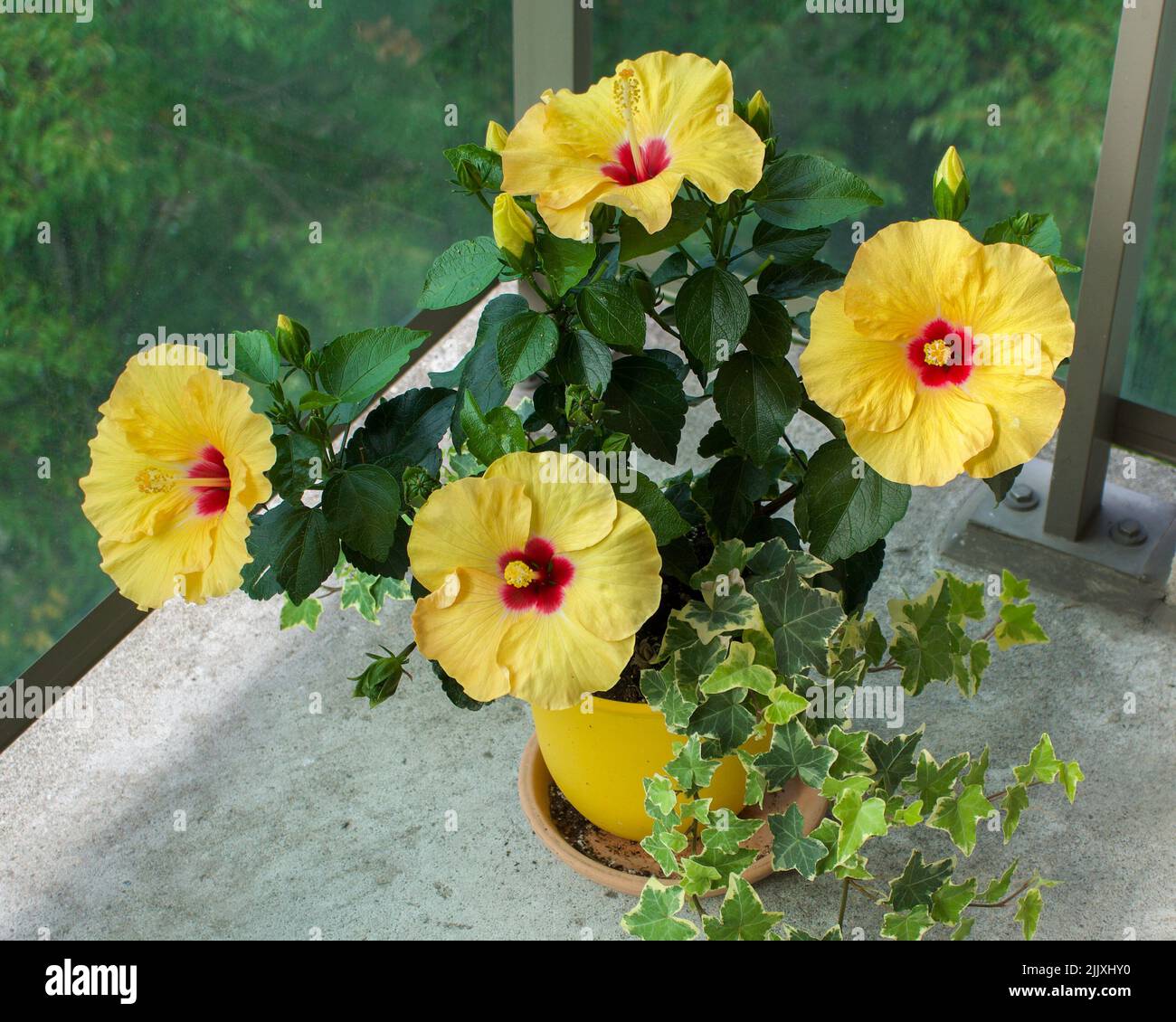 Hibiscus hawaïen jaune Banque D'Images