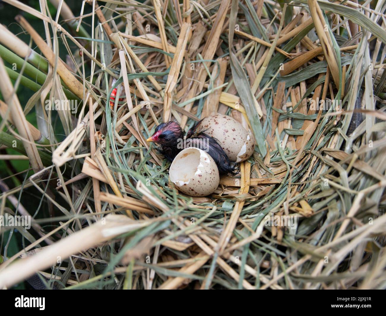 Moorhen, Gallinula chloropus, poussin et œufs en nid, Brant Reservoir, Welsh Harp, Londres, Royaume-Uni Banque D'Images