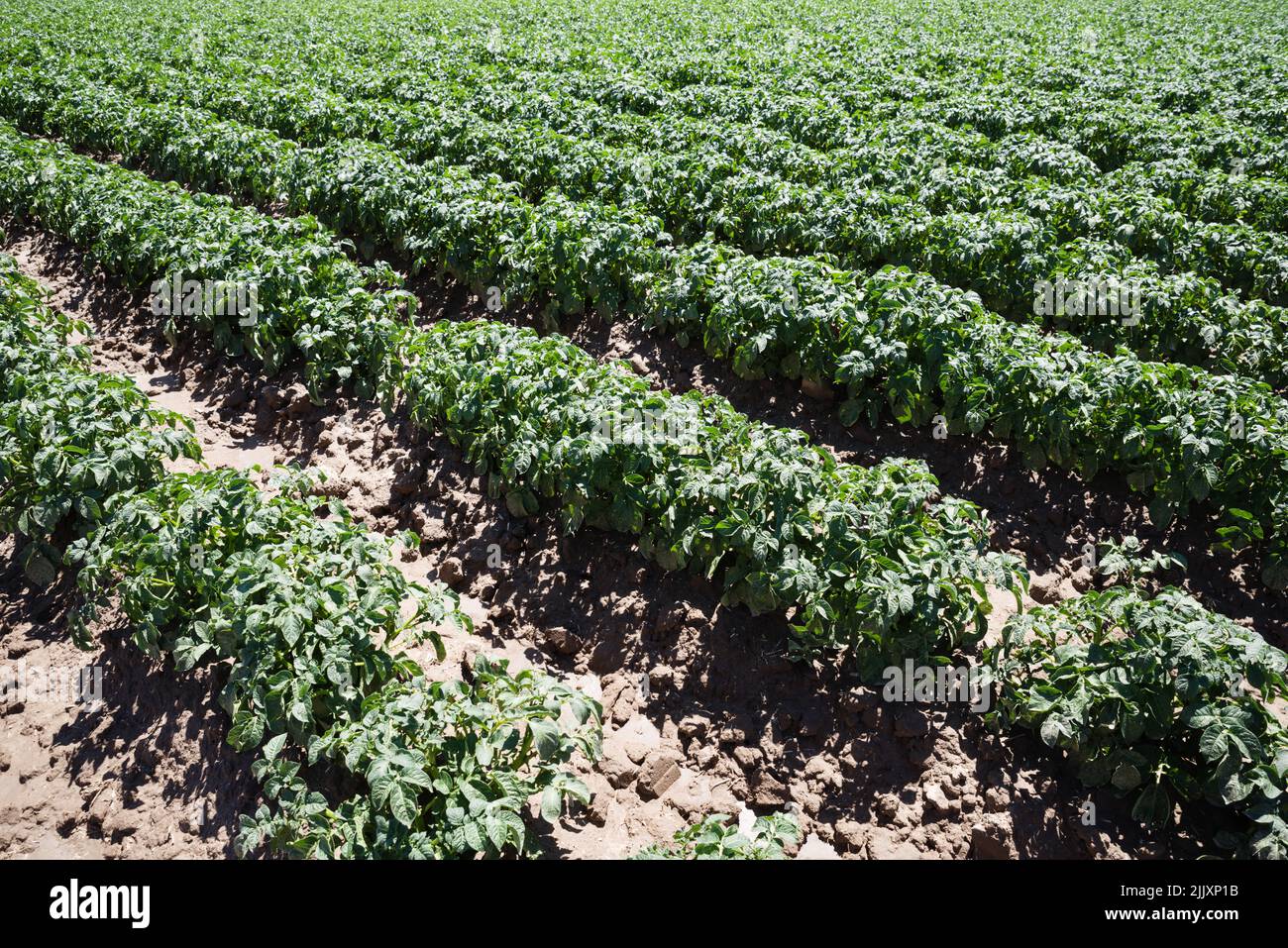 Détail d'un champ de pommes de terre dans l'Idaho à la fin de juin Banque D'Images