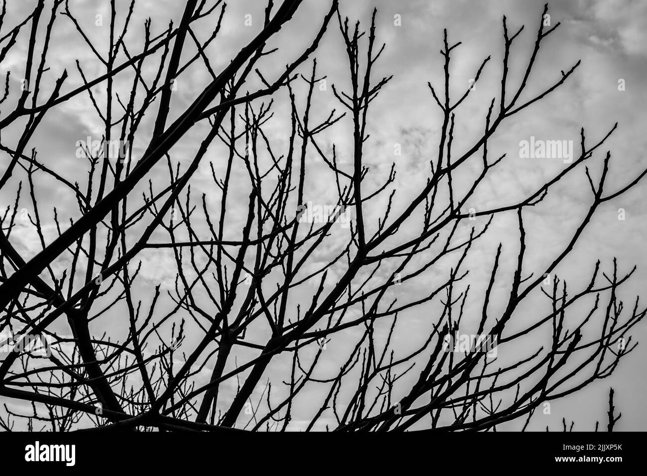 Branches séchées isolées contre le ciel gris nuageux. Photo en noir et blanc. Motif abstrait. Branche sèche de l'arbre mort avec écorce foncée fissurée. Personne Banque D'Images