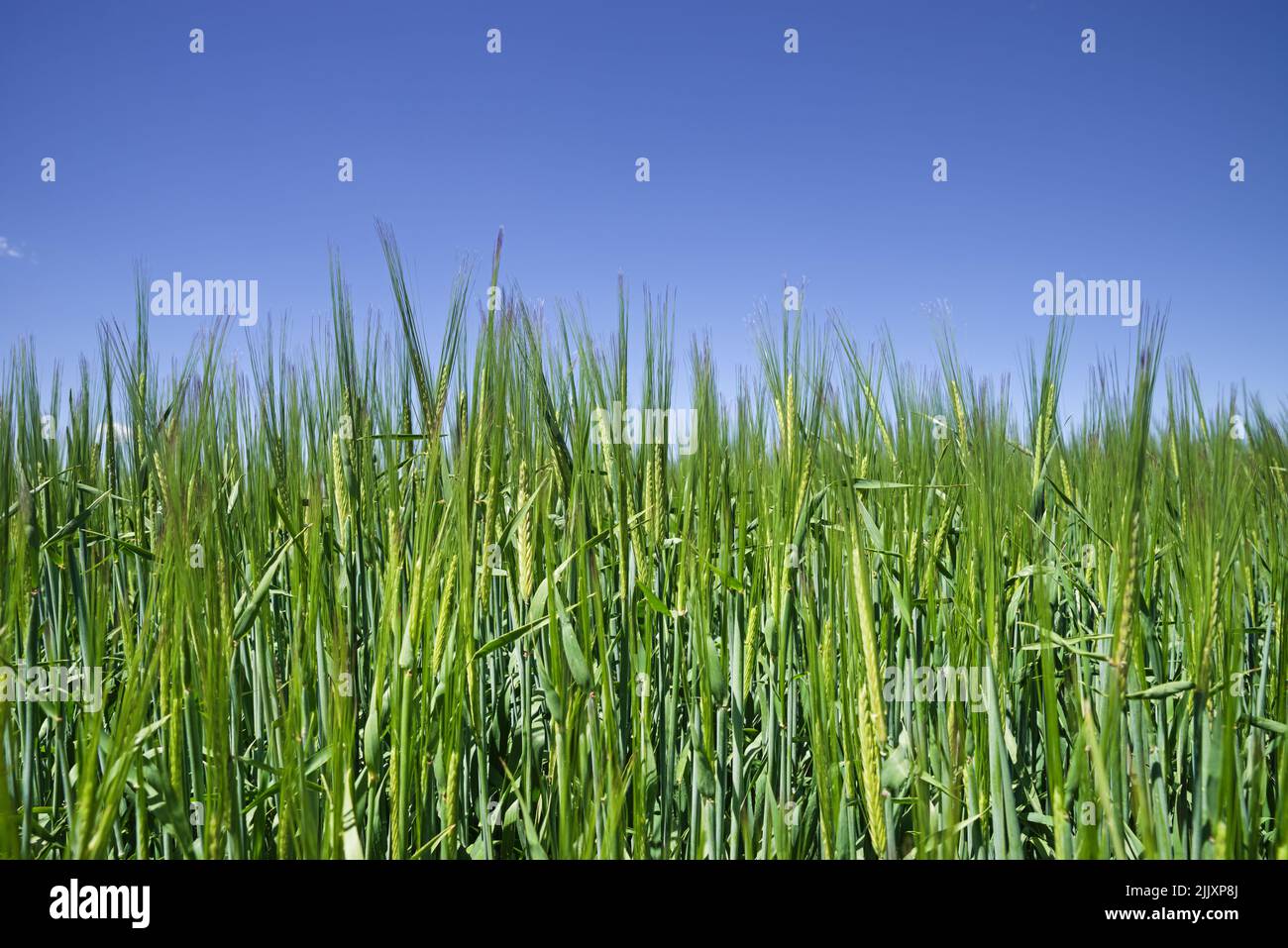 détail d'un champ de blé vert avec ciel bleu au-dessus Banque D'Images