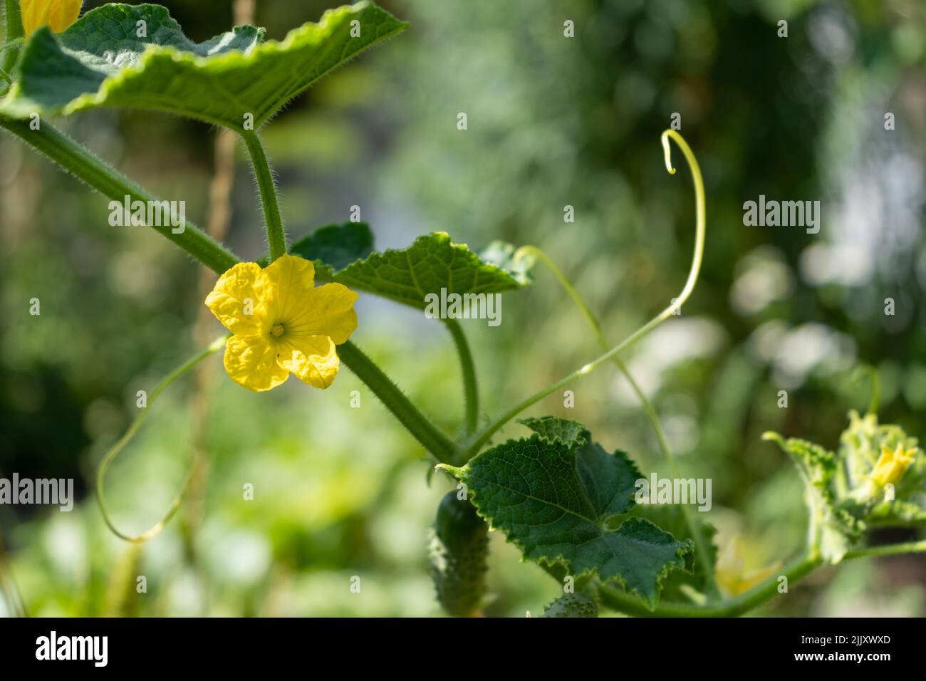 Branche de concombre avec des fleurs jaunes et de petits fruits juteux Banque D'Images