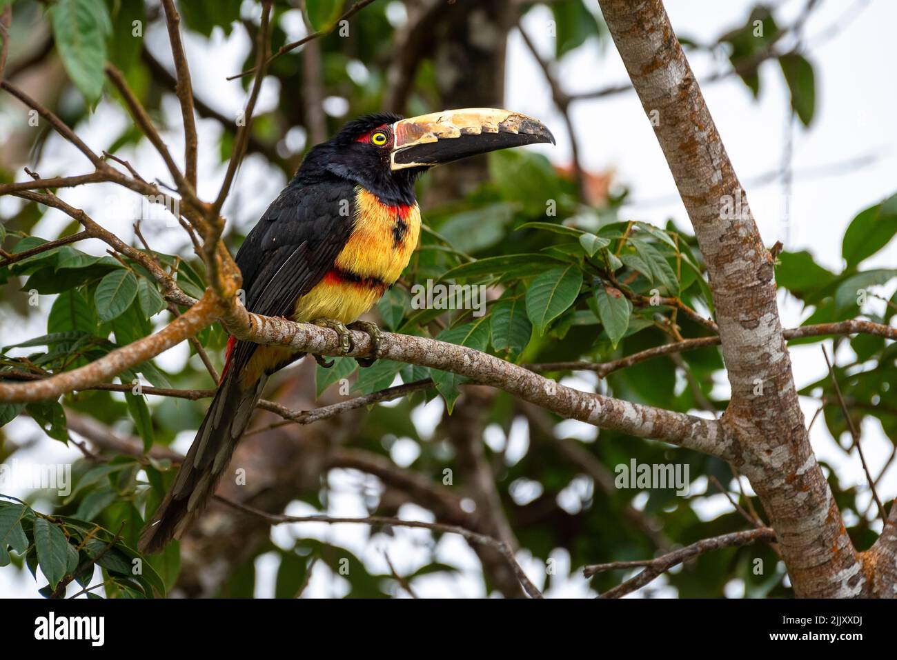 Aracari élevé perché sur une branche d'arbre photo prise dans la forêt tropicale de Panama Banque D'Images