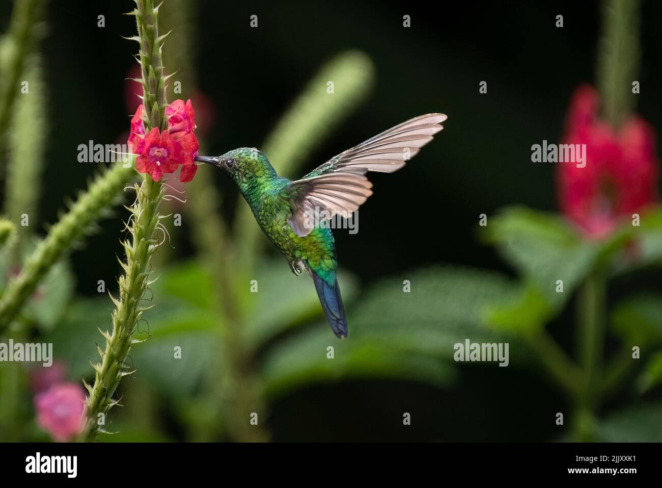 Colibri vert en vol se nourrissant d'une fleur rouge Banque D'Images