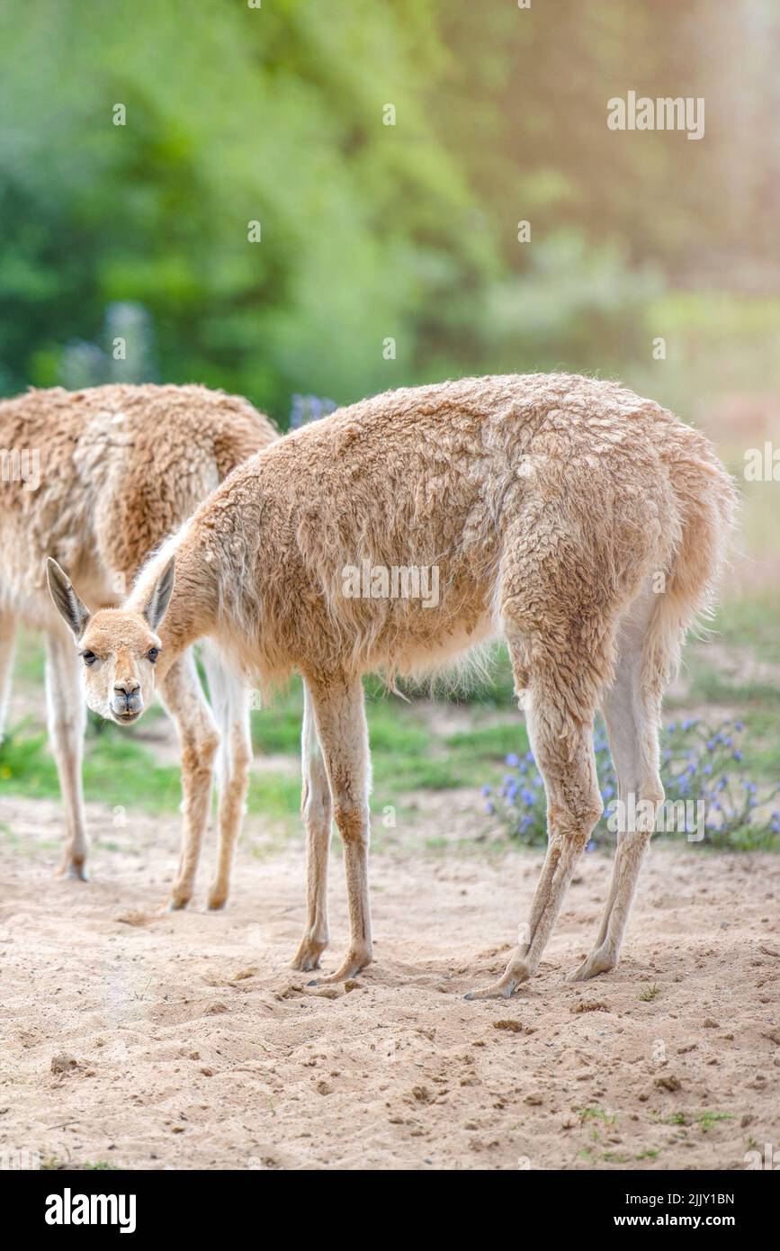 Vicuna. Plusieurs vigognes se tiennent sur un hilalock au soleil du soir et mangent de l'herbe. Un animal semblable à un lama ou un alpaga. Banque D'Images