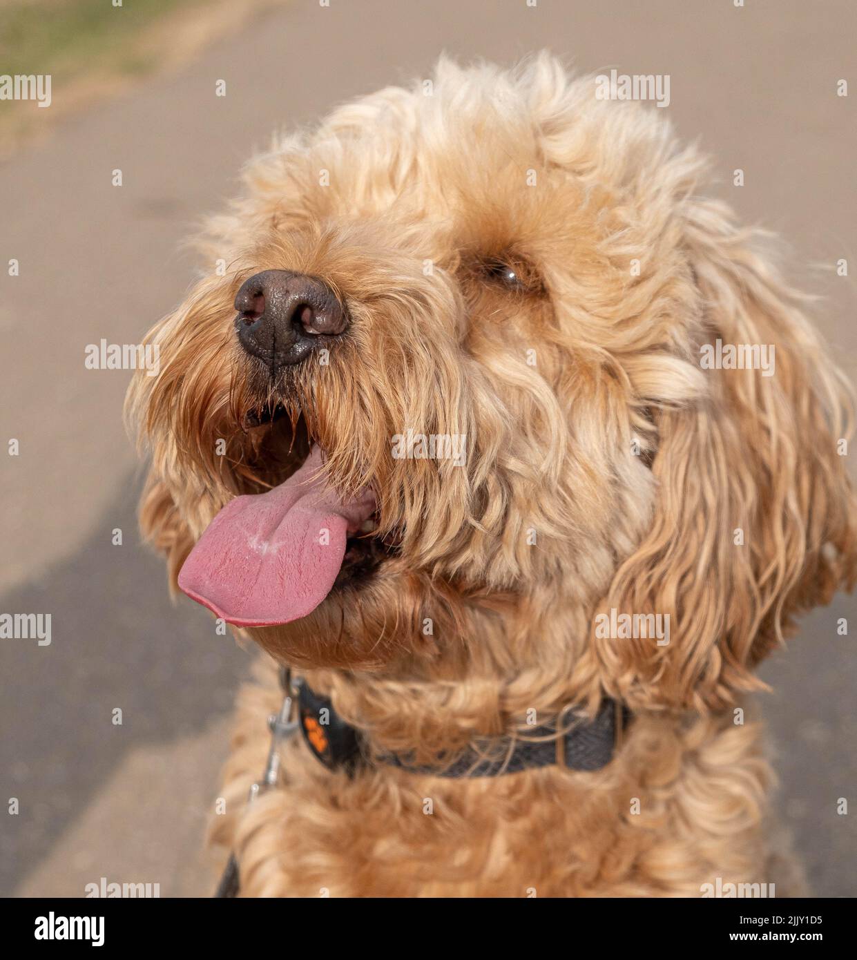 Chiens de randonnée dans le parc Banque D'Images