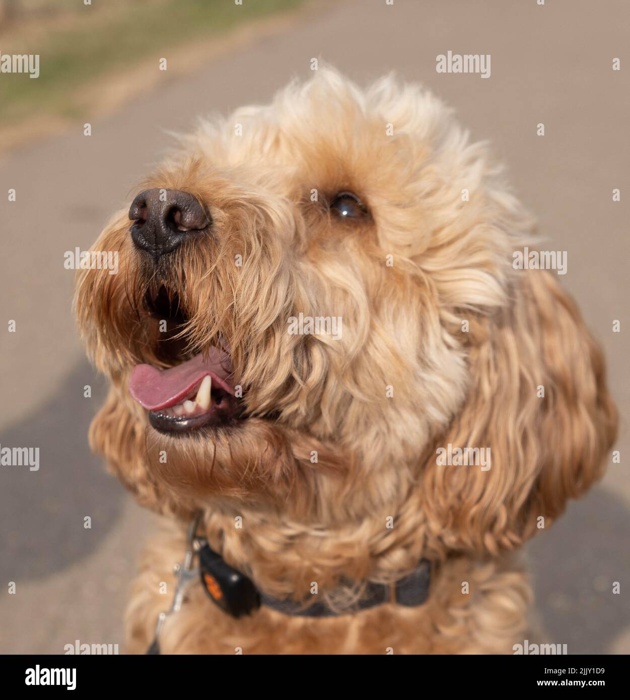 Chiens de randonnée dans le parc Banque D'Images