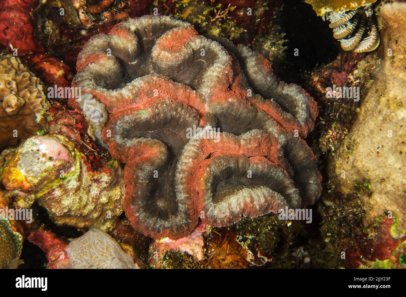 Corail pierreux, Lomophyllia hemprichii, Mussidae, Anilao, Batangas, Philippines, Indo-océan pacifique, Asie Banque D'Images