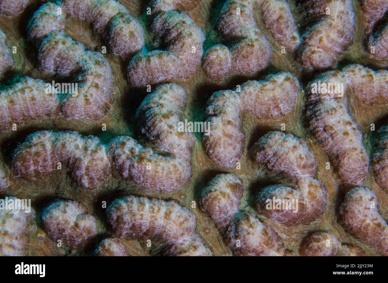 Corail pierreux, Symphyllia radians, Mussidae, Anilao, Batangas, Philippines, Indo-océan pacifique, Asie Banque D'Images