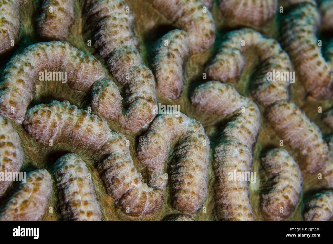 Corail pierreux, Symphyllia radians, Mussidae, Anilao, Batangas, Philippines, Indo-océan pacifique, Asie Banque D'Images