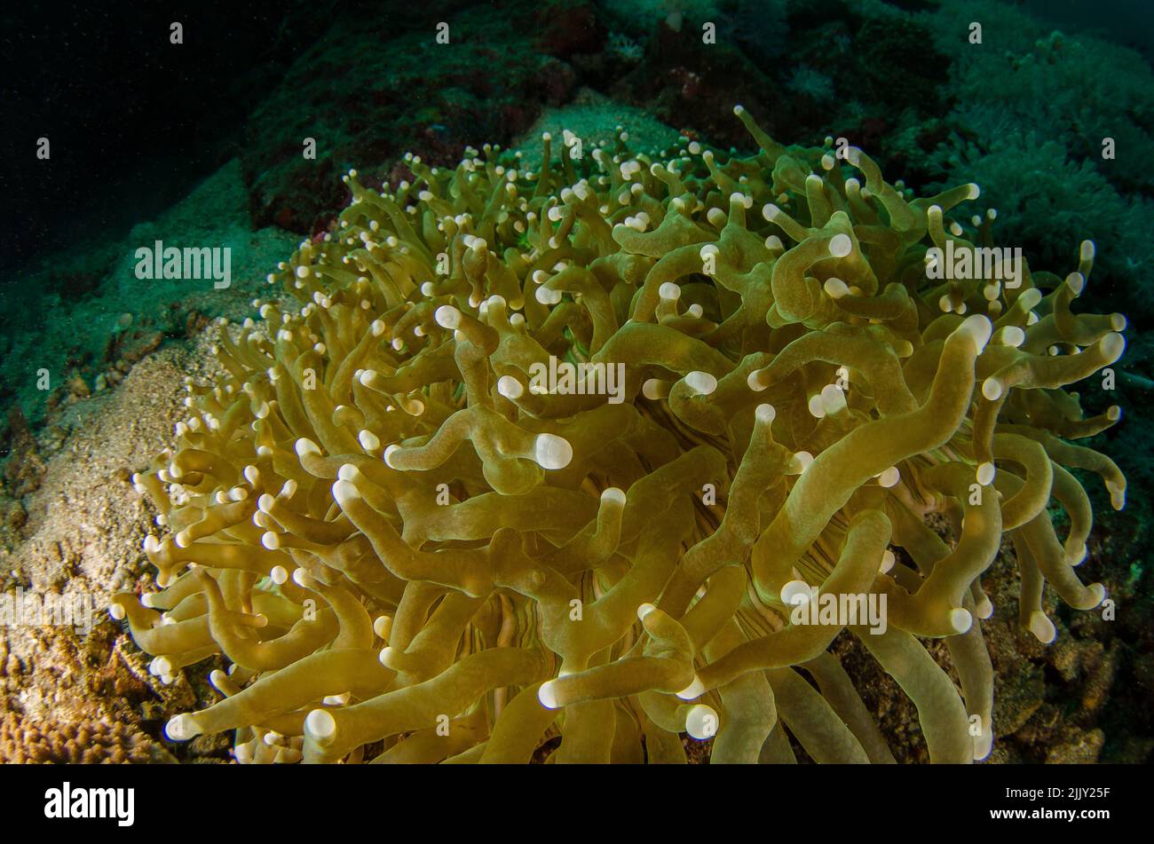 Corail aux champignons, Heliofungia actiniformis, Fungiidae, Anilao, Batangas, Philippines, Indo-océan pacifique, Asie Banque D'Images