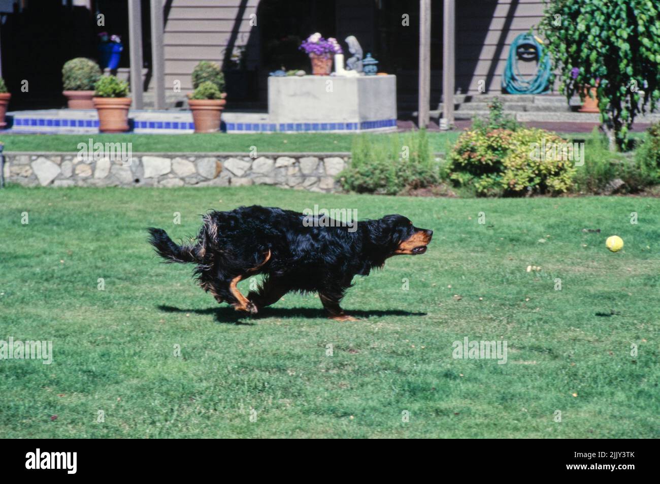 Gordon Setter qui court dans l'herbe après le tennis Banque D'Images