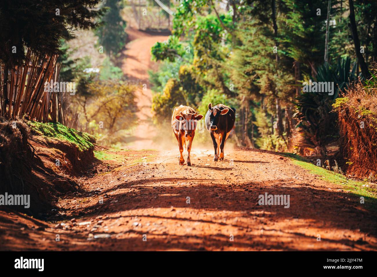 Vaches sur une route de campagne en Afrique. L'agriculture au Kenya comme source de subsistance, de lait et de viande. L'agriculture dans un environnement rural africain Banque D'Images