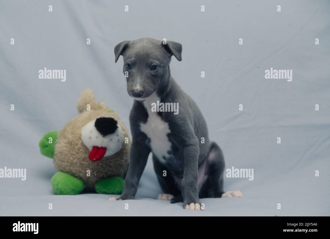 Chiot Greyhound assis sur une couverture grise avec un jouet animal en peluche Banque D'Images