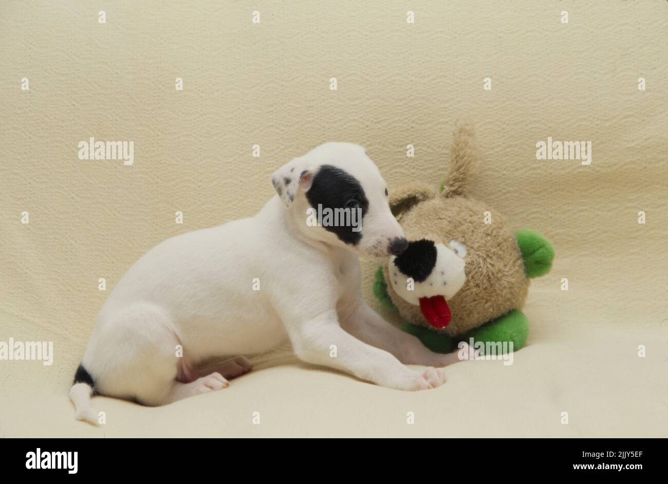 Chiot Greyhound sur une couverture couleur crème avec jouet animal bourré Banque D'Images