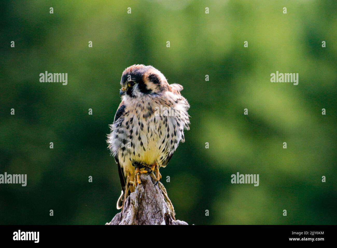 Crécerelle d'Amérique (Falco sparverius) assis sur une Molène Banque D'Images