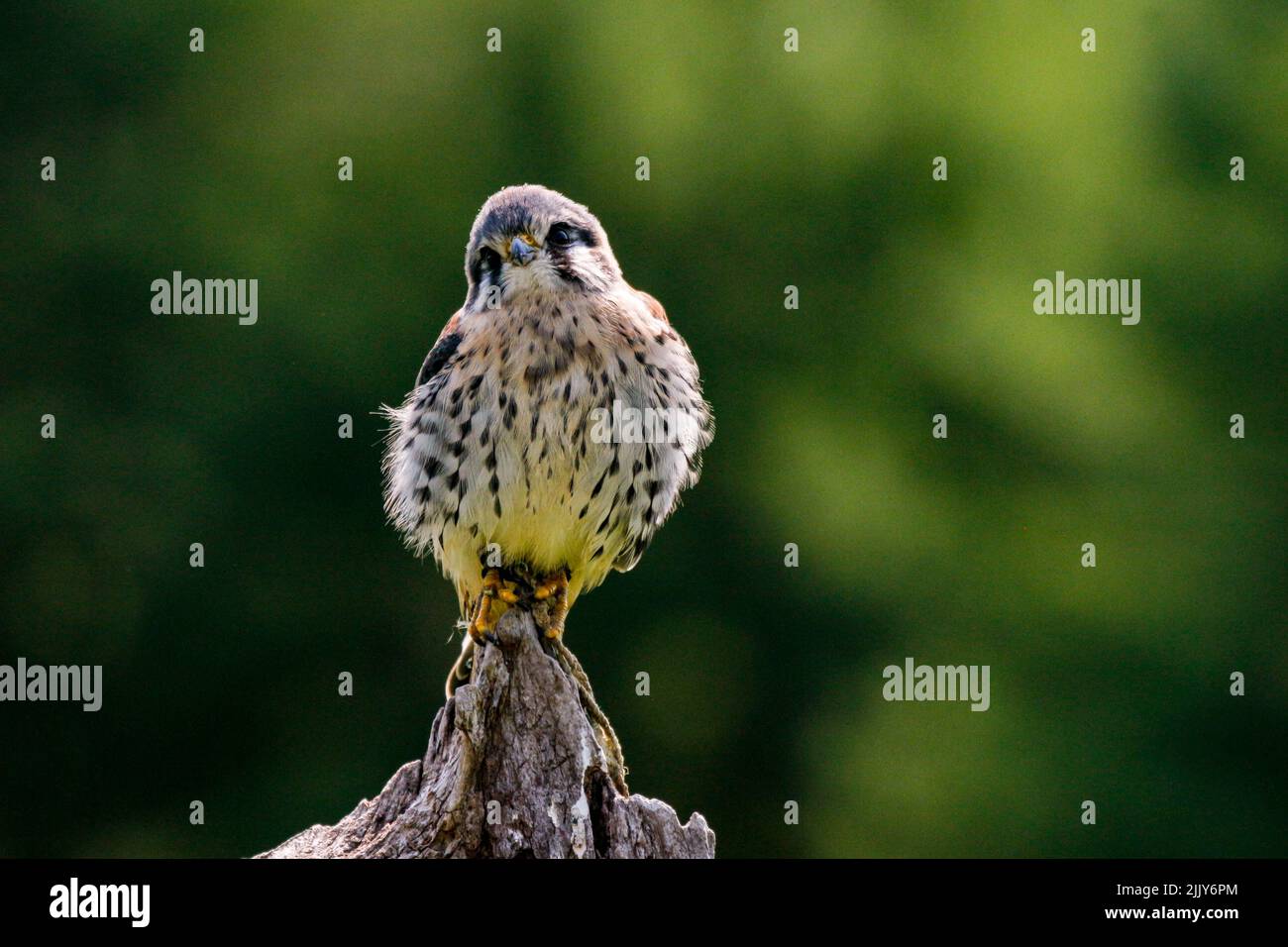 Crécerelle d'Amérique (Falco sparverius) assis sur une Molène Banque D'Images