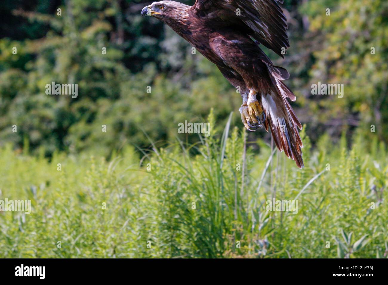 Un aigle d'or (Aquila chrysaetos) volant dans les airs. Banque D'Images
