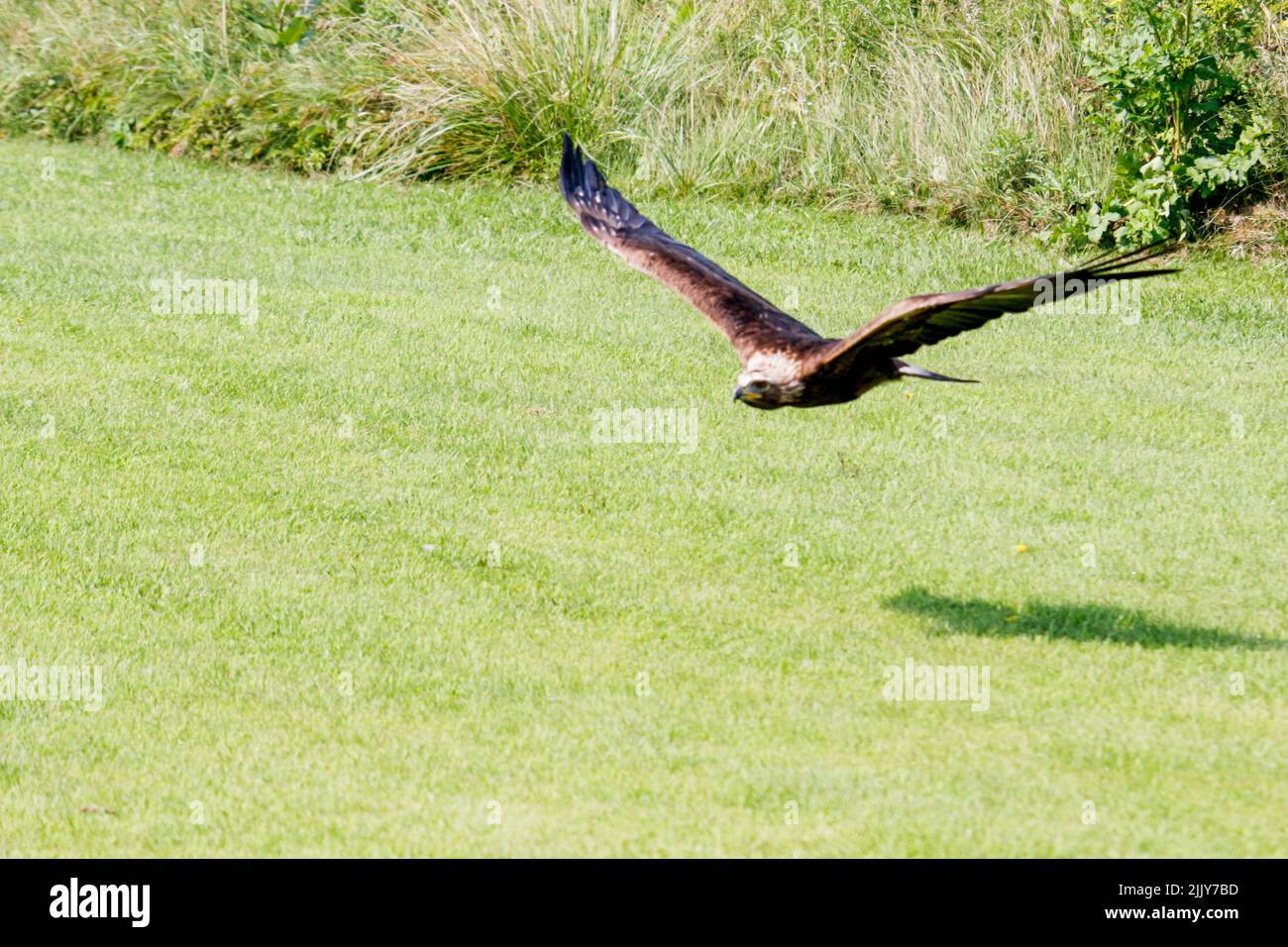 Un aigle d'or (Aquila chrysaetos) volant dans les airs. Banque D'Images
