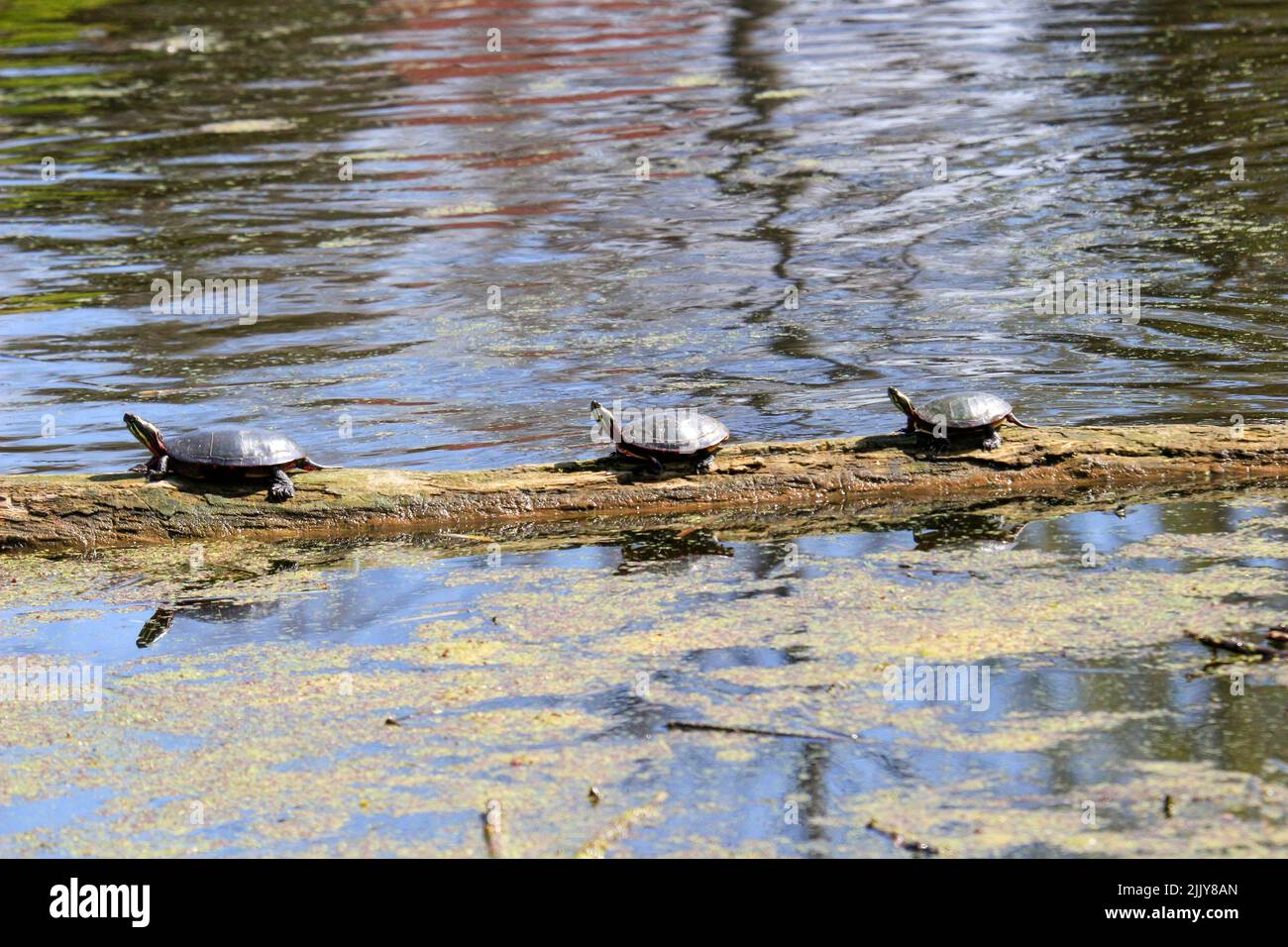 Midland Painted Turtle bains de soleil en rondins dans l'étang Banque D'Images