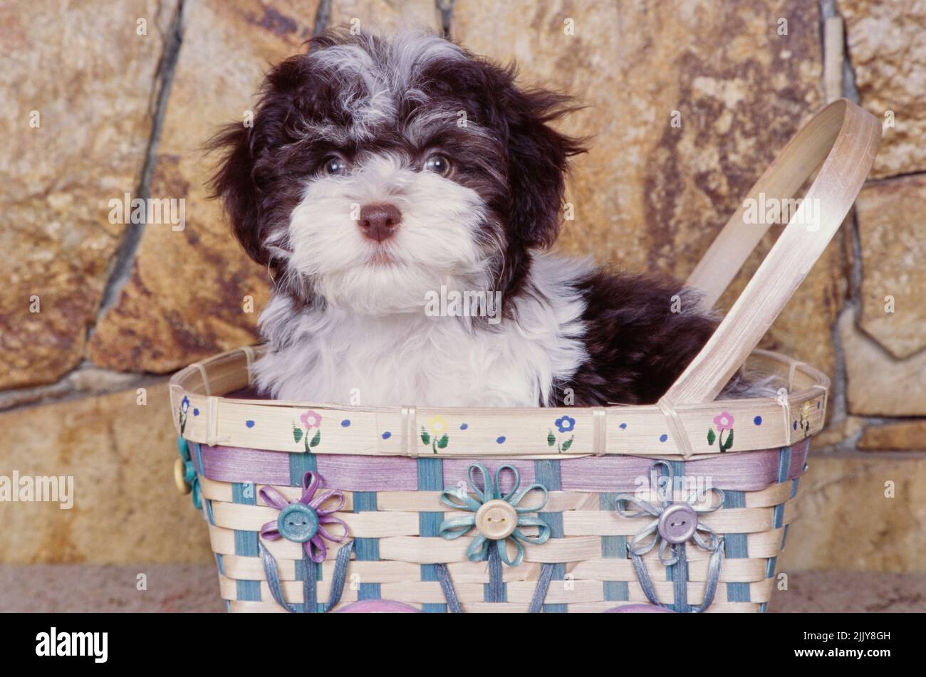 Le Bichon havanais dans panier Banque D'Images