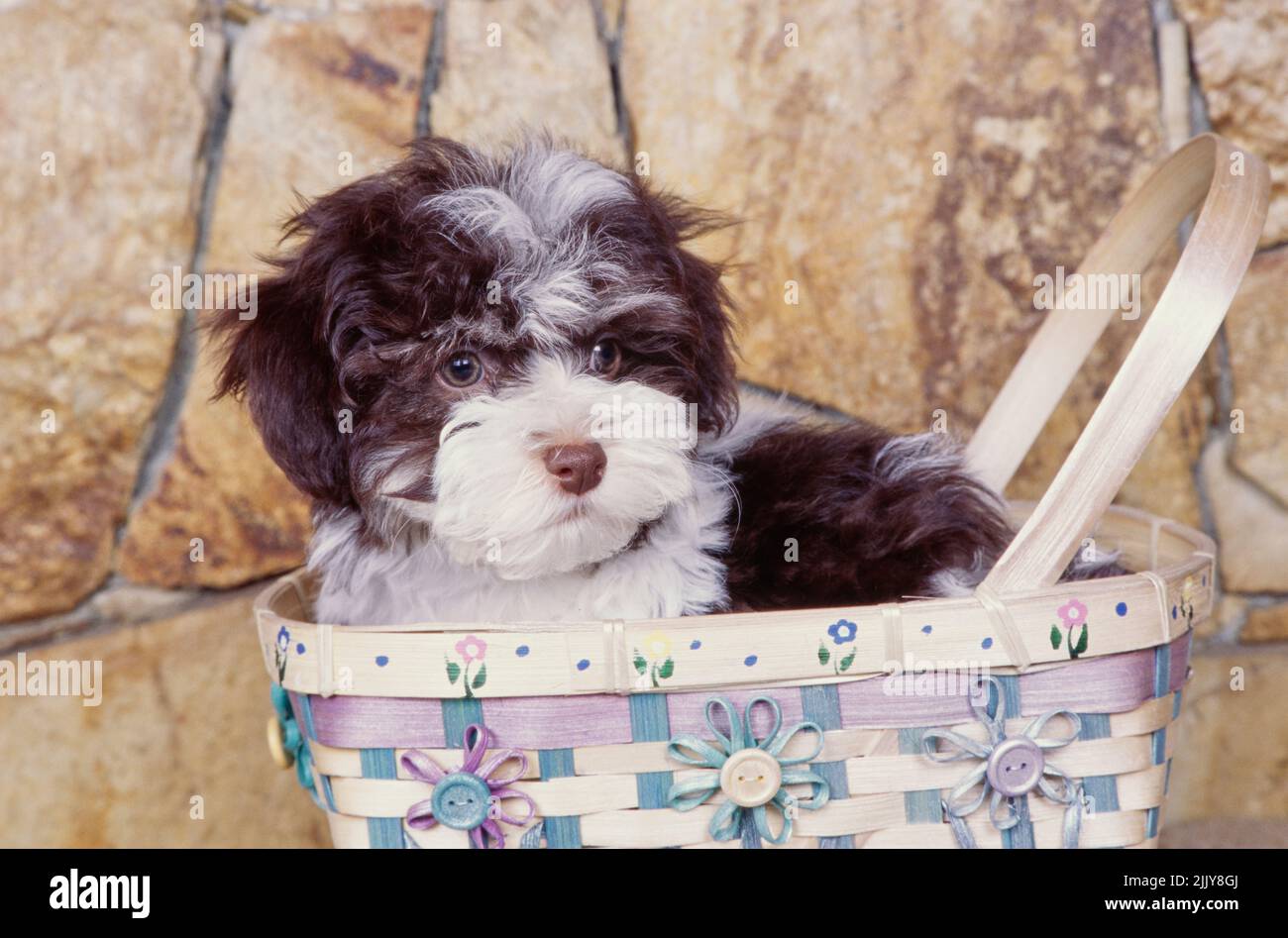 Le Bichon havanais dans panier Banque D'Images