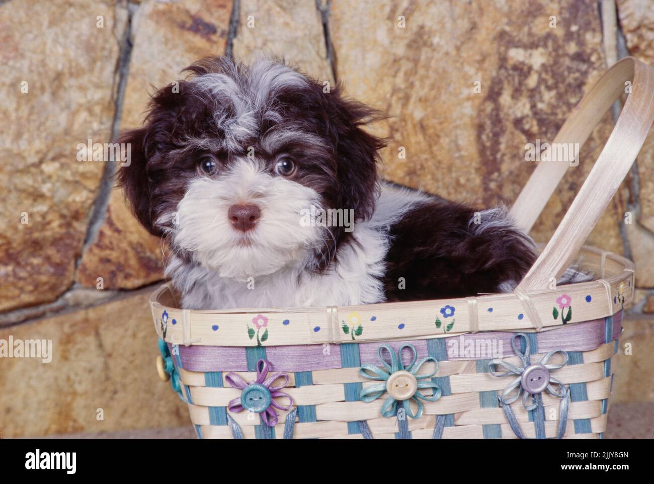 Le Bichon havanais dans panier Banque D'Images