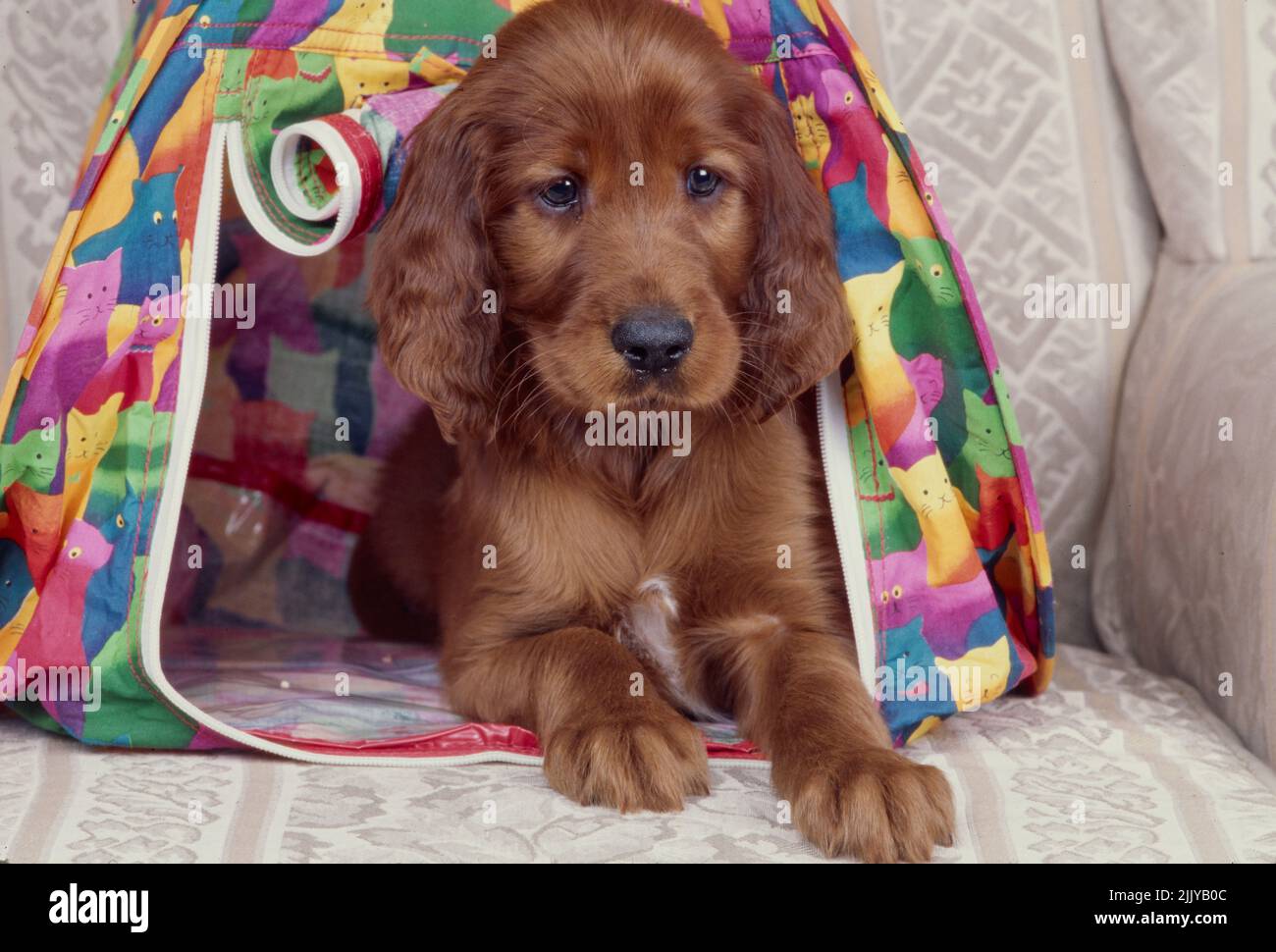 Chien de Setter irlandais sur un canapé dans le chariot Banque D'Images