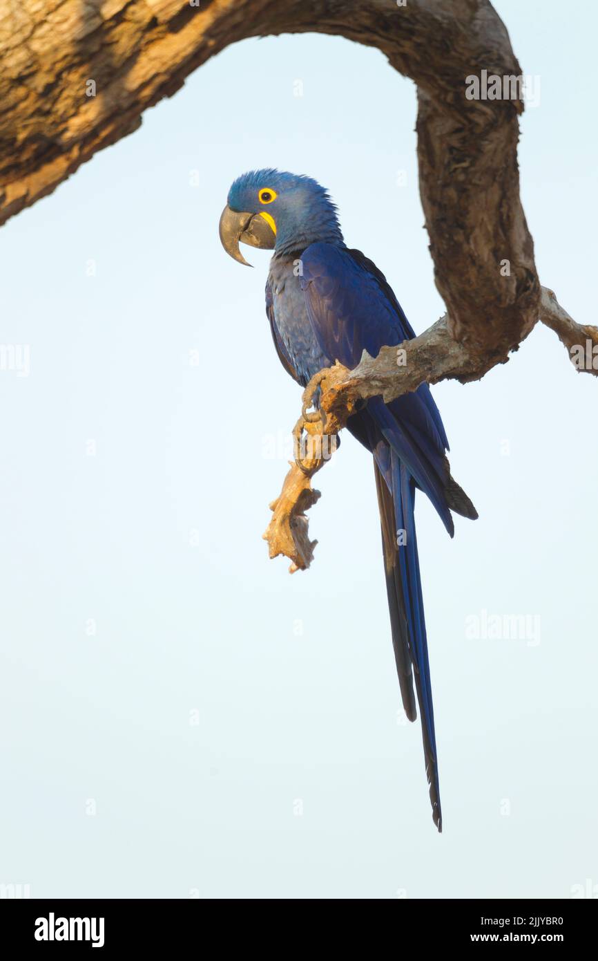 Anodorhynchus hyacinthinus Hyacinth Macaw () Banque D'Images