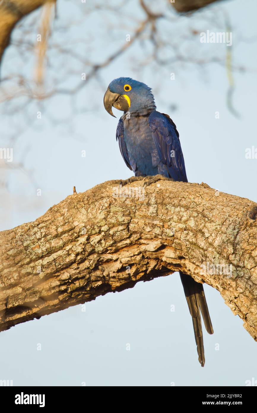 Anodorhynchus hyacinthinus Hyacinth Macaw () Banque D'Images