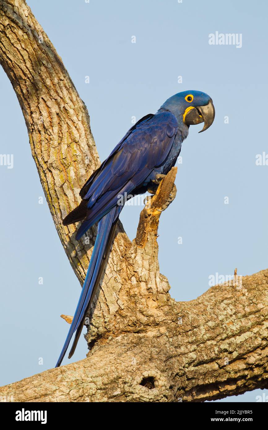 Anodorhynchus hyacinthinus Hyacinth Macaw () Banque D'Images