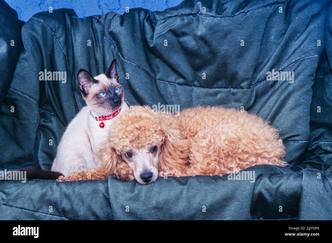 Jouet Poodle posé sur un canapé noir avec chat Banque D'Images