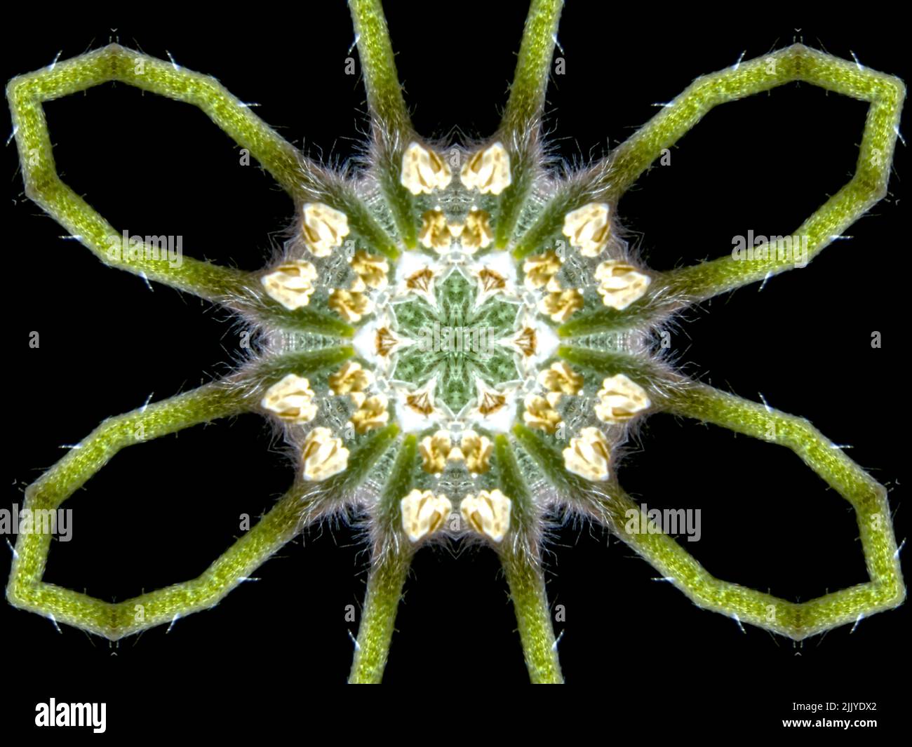 Un modèle abstrait fait en appliquant la symétrie fractale à une photo d'une fleur sauvage floue. Banque D'Images