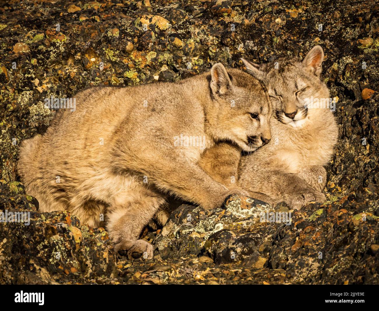 Chatons qui se blotissent dans les rochers, Pumas (Puma concolor), parc national Torres del Paine, Patagonie, Chili Banque D'Images