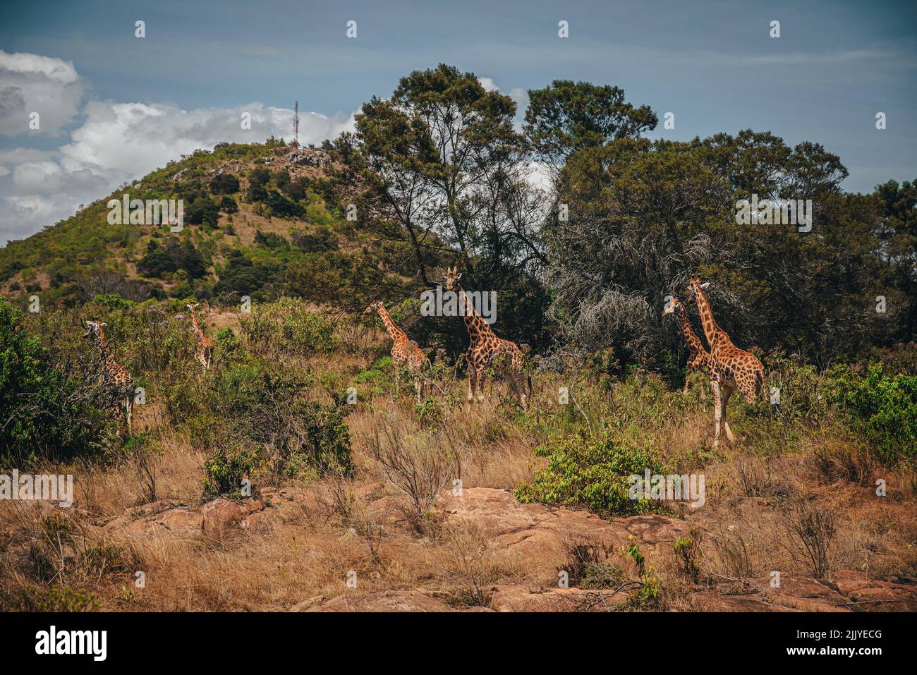 Girafes en Afrique. Un groupe de girafes au Kenya passent du temps dans la nature. L'Afrique et sa faune Banque D'Images