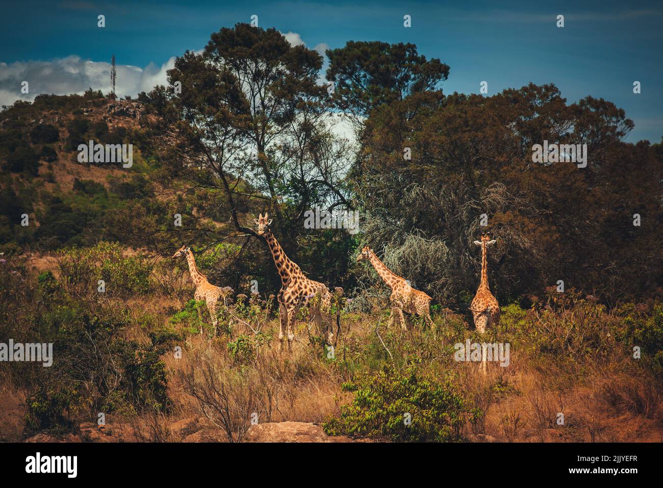 Girafes en Afrique. Un groupe de girafes au Kenya passent du temps dans la nature. L'Afrique et sa faune Banque D'Images
