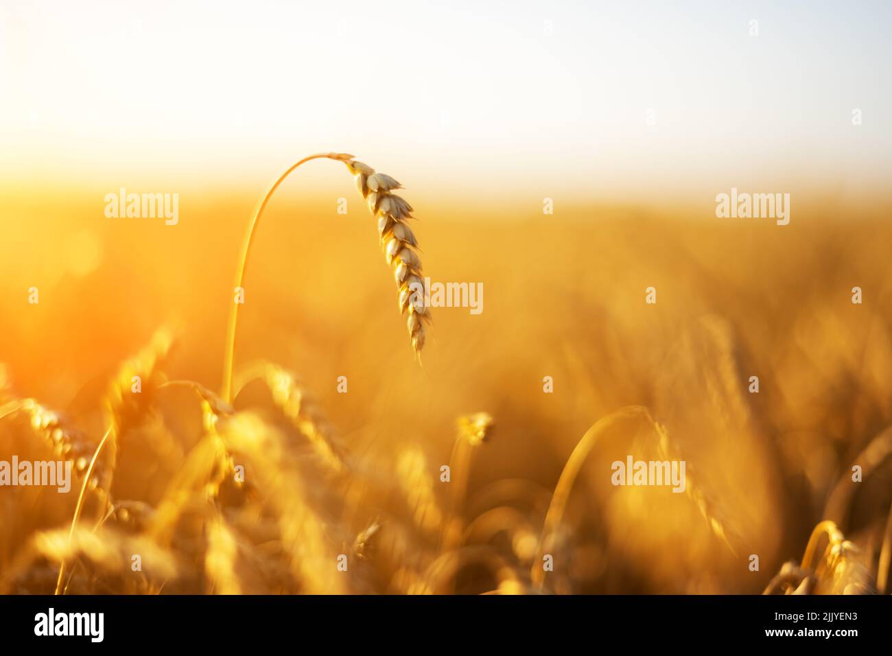 Des épillets de blé mûrs sur un champ doré illuminés par la lumière orange du coucher de soleil. Environnement industriel et naturel. Ukraine, Europe Banque D'Images