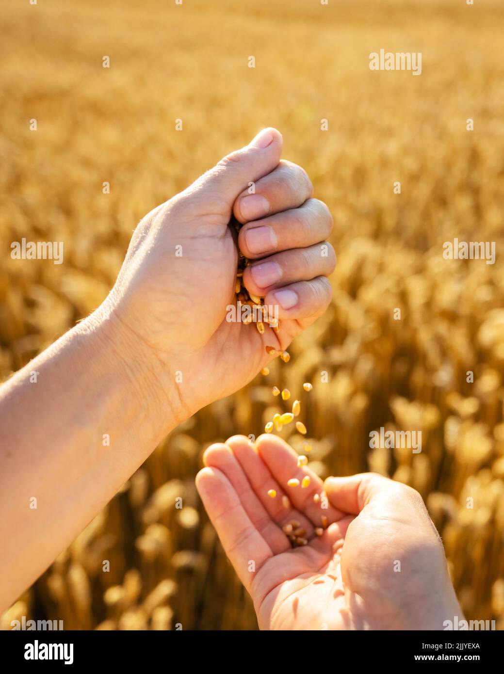 Grains de blé mûrs dans les mains agronomes sur le champ d'or brillant par la lumière orange du coucher de soleil. Environnement industriel et naturel Banque D'Images