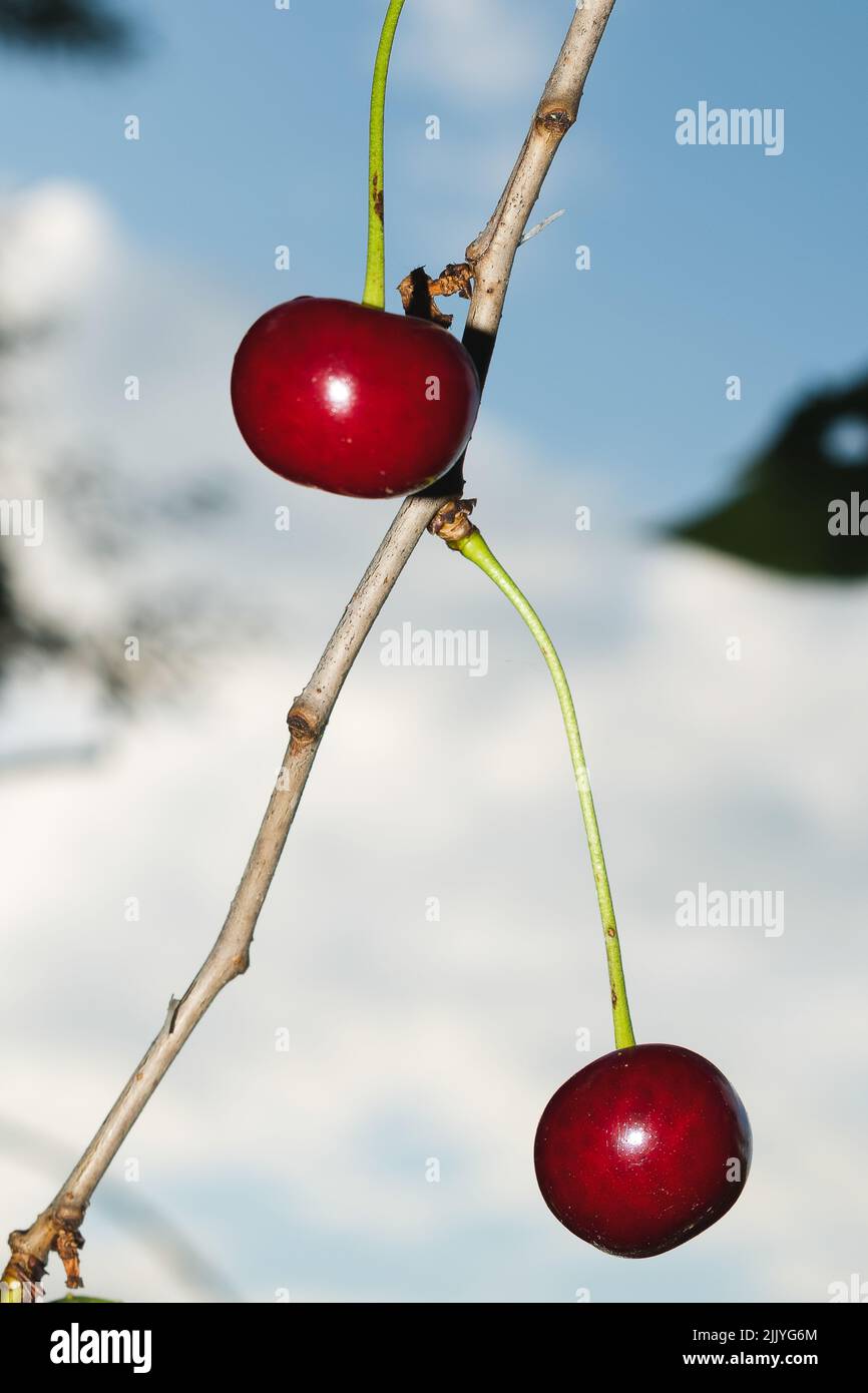 Cerises sur une branche d'arbre, foyer sélectif. Baies fraîches et mûres. Banque D'Images