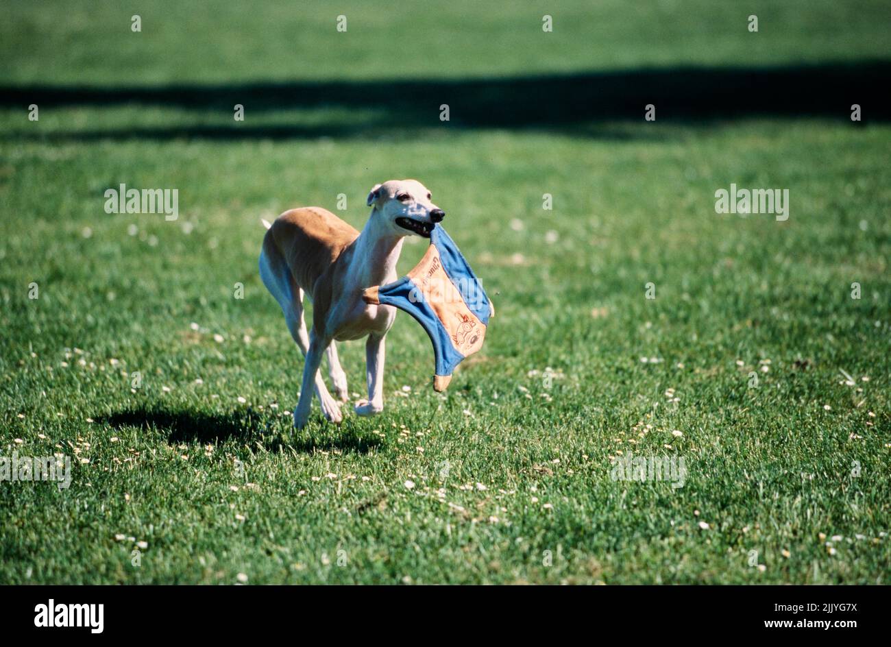 Animal de compagnie qui court dans l'herbe à l'extérieur transportant le jouet dans la bouche Banque D'Images
