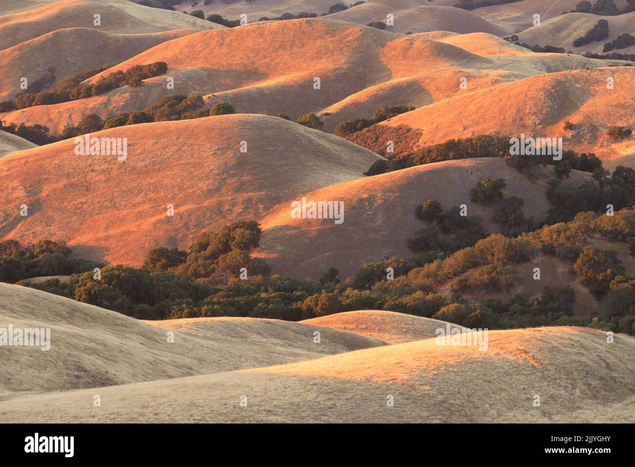 Doux coucher de soleil couleurs peinture California Golden Hills. Réserve régionale de Mission Peak, comté d'Alameda, Californie, États-Unis. Banque D'Images