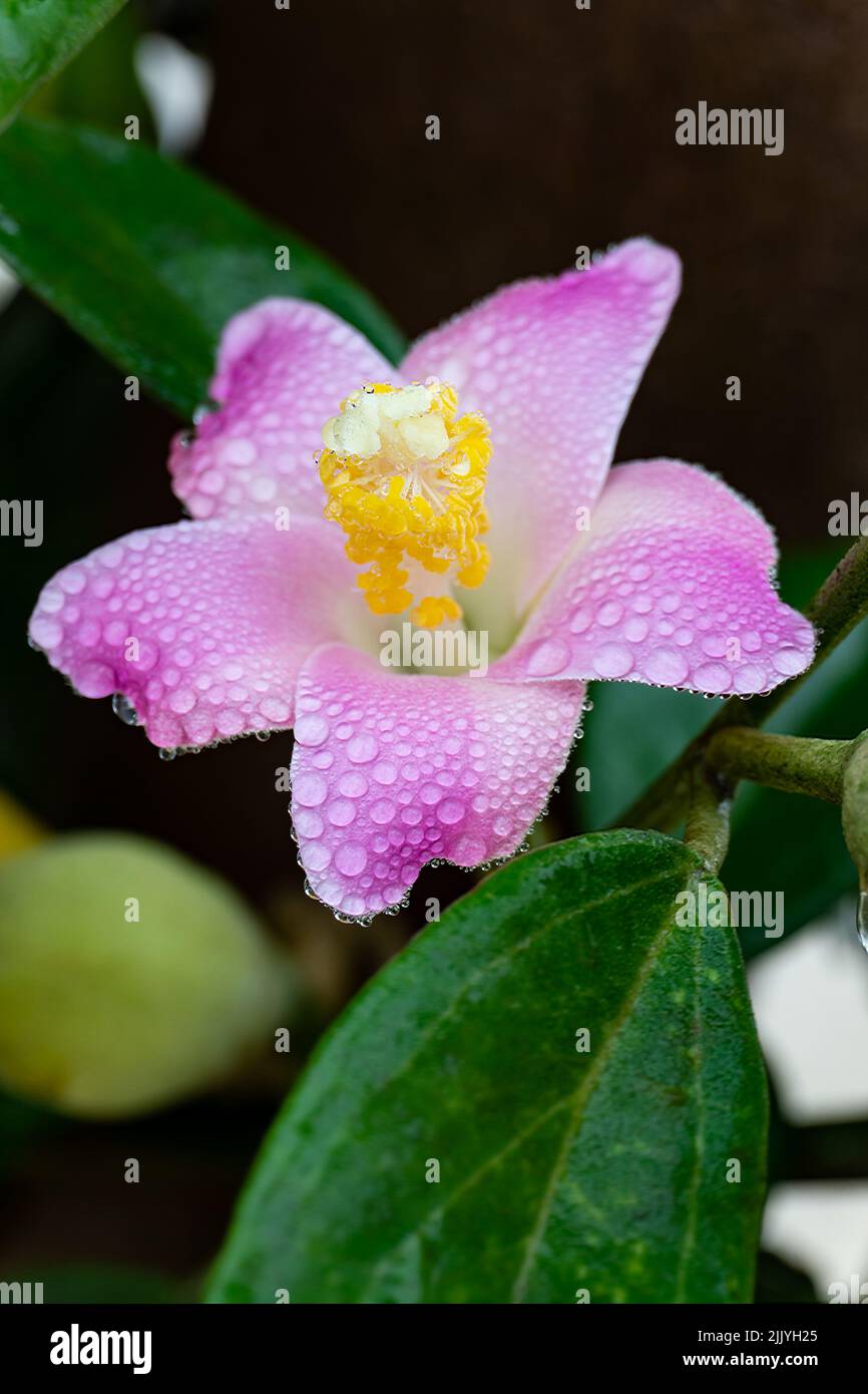 Fleur lagunaria légèrement rose avec des gouttelettes d'eau sur les pétales Banque D'Images
