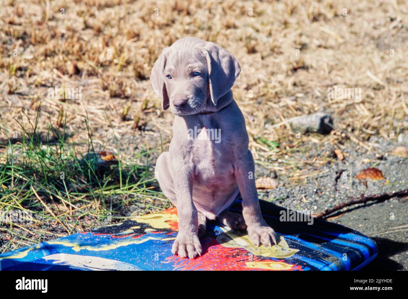 Chiot Weimaraner assis sur un kickboard Banque D'Images