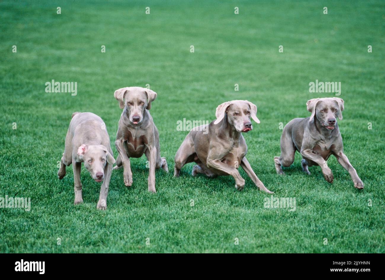 Quatre weimaraners dans l'herbe à l'extérieur Banque D'Images