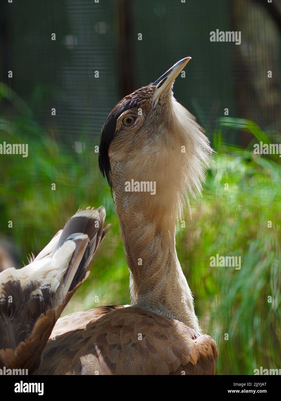 Un homme envoûtant et glamour, le Bustard australien, dansant ostensiblement. Banque D'Images